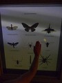 Big insects